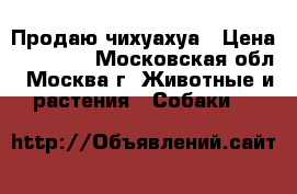 Продаю чихуахуа › Цена ­ 10 000 - Московская обл., Москва г. Животные и растения » Собаки   